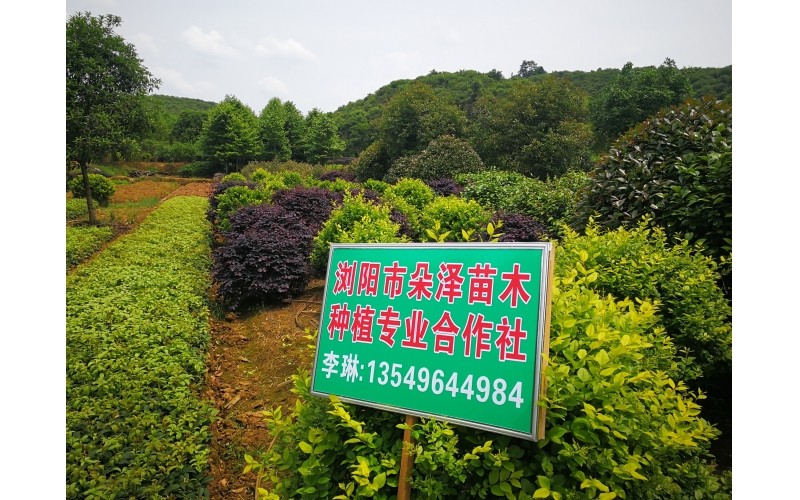 湖南華苑苗木基地實(shí)拍2