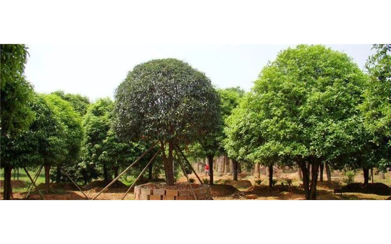 桂花樹(shù)的養(yǎng)殖方法和注意事項(xiàng)