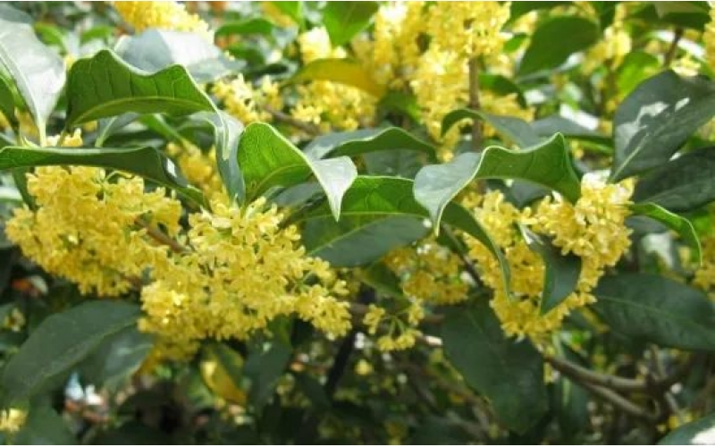 桂花樹(shù)的栽培技術(shù)：喜陽(yáng)光、好溫暖、耐高溫、不耐寒